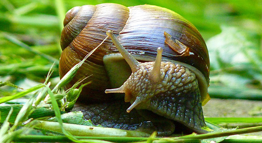 Охлюви – 5 ползи от мекотелите